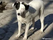 Donez catelusa 8 luni, sterilizata, talie medie 