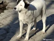 Donez catelusa 8 luni, sterilizata, talie medie 