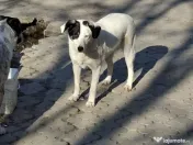 Donez catelusa 8 luni, sterilizata, talie medie 