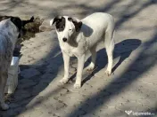 Donez catelusa 8 luni, sterilizata, talie medie 