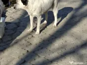 Donez catelusa 8 luni, sterilizata, talie medie 