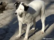 Donez catelusa 8 luni, sterilizata, talie medie 