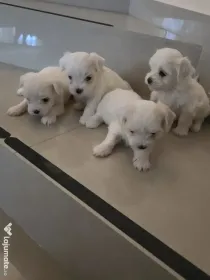 Pui Bichon Maltez – 1 fetiță și 3 băieței disponibili