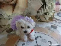 Bichon maltez alb femela