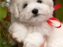 Bichon maltez alb 8 saptamani