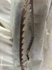 Consumabile masina de tors si daracit lana