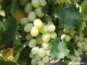 Butași viță de vie 