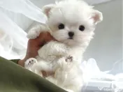 Pui Bichon Maltez Mini Toy 