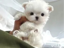 Pui Bichon Maltez Mini Toy