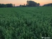 Vand baloti de lucerna Olt