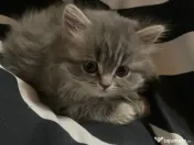 Pisica british longhair