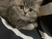 Pisica british longhair