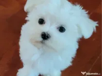 Bichon maltez mini toy