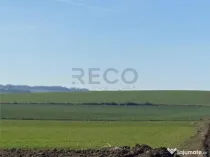 RECO Teren pentru investitie 4ha Tauteu-Zona Autostrazii T