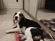 Vand catel Beagle 