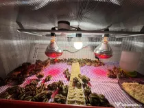 SUPER PRET! Pui de prepeliță de vânzare – Polară si  Japoneză – Afumați, Ilfov