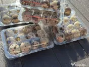 SUPER PRET! Pui de prepeliță de vânzare – Polară si Japoneză – Afumați, Ilfov