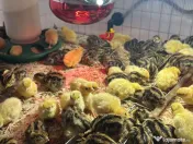 SUPER PRET! Pui de prepeliță de vânzare – Polară si Japoneză – Afumați, Ilfov