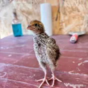 SUPER PRET! Pui de prepeliță de vânzare – Polară si  Japoneză – Afumați, Ilfov 