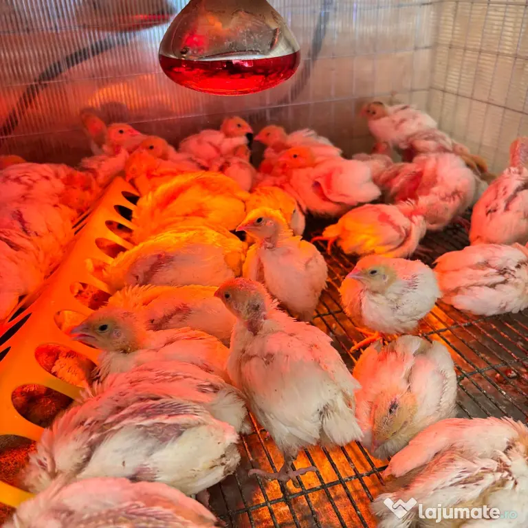 SUPER PRET! Pui de prepeliță de vânzare – Polară si Japoneză – Afumați, Ilfov