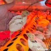 SUPER PRET! Pui de prepeliță de vânzare – Polară si  Japoneză – Afumați, Ilfov 