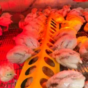 SUPER PRET! Pui de prepeliță de vânzare – Polară si  Japoneză – Afumați, Ilfov 