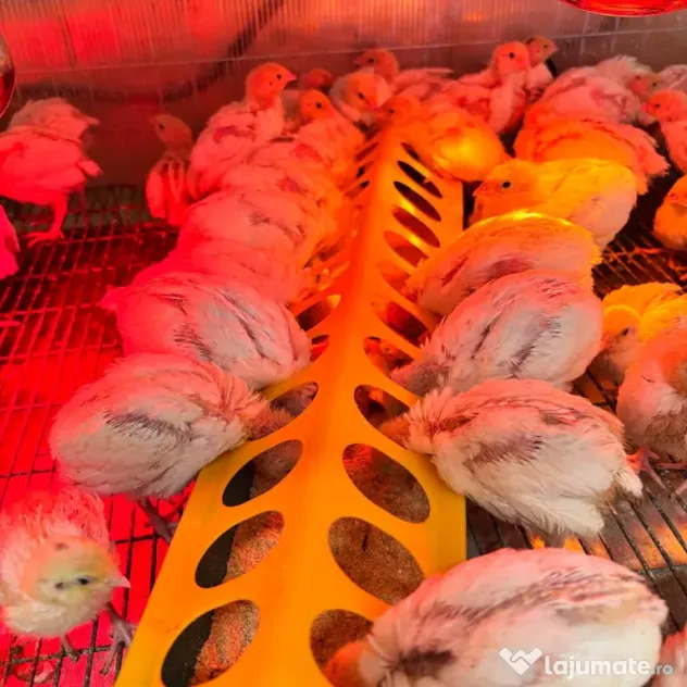 SUPER PRET! Pui de prepeliță de vânzare – Polară si Japoneză – Afumați, Ilfov
