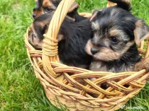 Yorkshire Terrier toy
