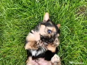 Yorkshire Terrier toy 
