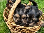 Yorkshire Terrier toy 