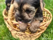 Yorkshire Terrier toy 