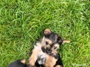 Yorkshire Terrier toy 