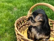 Yorkshire Terrier toy 