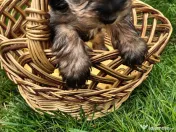 Yorkshire Terrier toy 