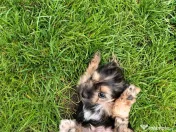 Yorkshire Terrier toy 