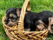 Yorkshire Terrier toy 