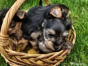 Yorkshire Terrier toy 