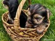 Yorkshire Terrier toy 