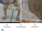 American Bully in căutare de casa noua 