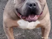 American Bully in căutare de casa noua 