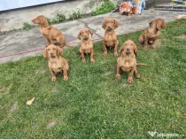 Catei Vizsla Maghiara adoptie