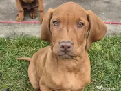 Catei Vizsla Maghiara adoptie