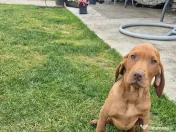 Catei Vizsla Maghiara adoptie