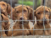 Catei Vizsla Maghiara adoptie