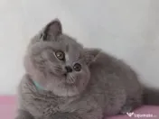 British shorthair pui 