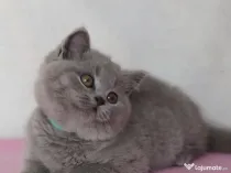 British shorthair pui