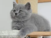 British shorthair pui 