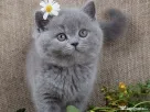 British shorthair pui