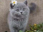 British shorthair pui 