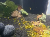 Neocaridina Yellow Fire Creveti 